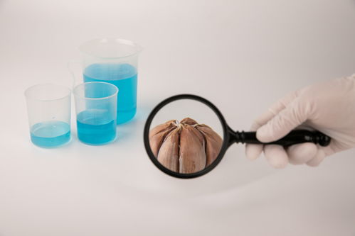 從農(nóng)田到餐桌 大蒜食品安全與農(nóng)業(yè)科技發(fā)展的融合